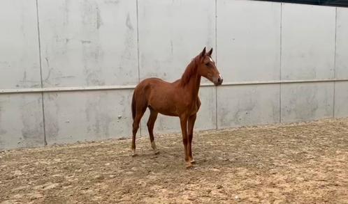 Jaarling merrie (Ermitage Kalone x Caritano Z), Dieren en Toebehoren, Paarden, Merrie, Z