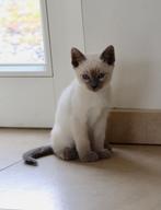 prachtige siamese thai kittens, Dieren en Toebehoren, Katten en Kittens | Raskatten | Korthaar, Meerdere dieren, Gechipt, 0 tot 2 jaar