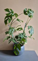 Rhaphidophora tetrasperma (monstera minima)️, Ophalen