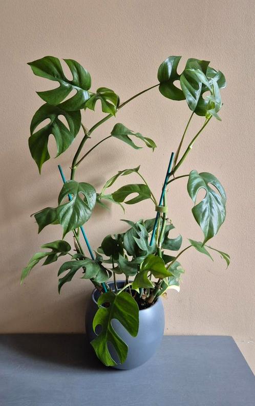 Rhaphidophora tetrasperma (monstera minima)️, Huis en Inrichting, Kamerplanten, Ophalen