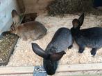 Vlaamse reus jongen, Dieren en Toebehoren, Konijnen, Meerdere dieren, Groot, 0 tot 2 jaar