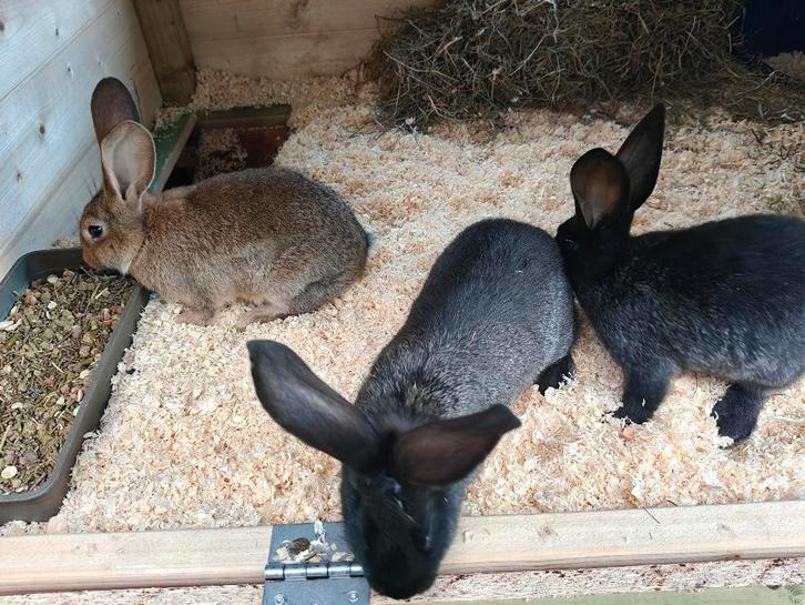 Vlaamse reus jongen, Dieren en Toebehoren, Konijnen, Groot, Meerdere dieren, 0 tot 2 jaar