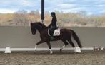 3,5-jarige dressuurruin, Animaux & Accessoires, Chevaux, Cheval de dressage, B, Hongre, 165 à 170 cm
