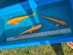 Koi te koop, Dieren en Toebehoren, Vissen | Vijvervissen