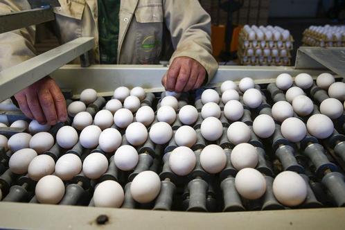 Ross308 broedeieren, Dieren en Toebehoren, Pluimvee, Kip, Geslacht onbekend