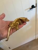 Wimpergekko 0.1, Dieren en Toebehoren, Reptielen en Amfibieën, Overige soorten, Tam, 3 tot 6 jaar