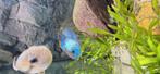 Electric blue acara, Dieren en Toebehoren, Vis