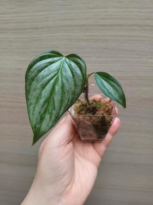 Philodendron majestic, Huis en Inrichting, Kamerplanten, Ophalen of Verzenden