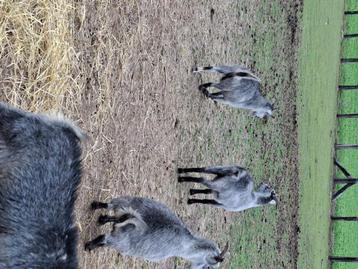 Blauwe dwerggeit beschikbaar voor biedingen