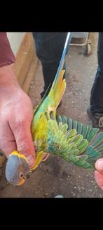 Opaline pruimkop man '24, Dieren en Toebehoren, Vogels | Parkieten en Papegaaien