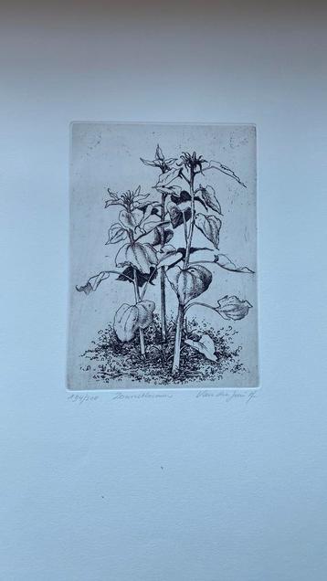 Museale ets zonnebloem beschikbaar voor biedingen