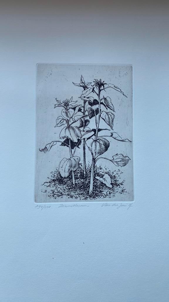 Museale ets zonnebloem, Antiek en Kunst, Kunst | Etsen en Gravures, Ophalen