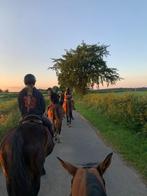 Halve stal/ verzorgpaard gezocht, Dieren en Toebehoren