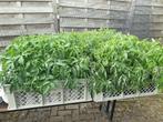 Tomatenplanten grote Coeur de boeuf vleestomaat, Tuin en Terras, Planten | Tuinplanten, Ophalen