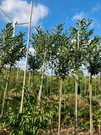 Prunus laurocerasus 'Caucasica' hoogstamme, Ophalen
