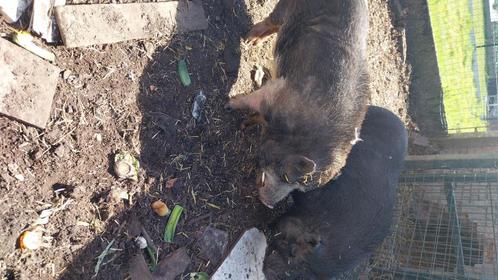 2 varkens mannelijk zoekt thuis (gratis), Dieren en Toebehoren, Schapen, Geiten en Varkens, Varken, Mannelijk, 6 jaar of ouder