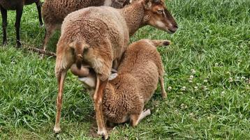 Schapen Soay Ooi met ooi lammetje schaap beschikbaar voor biedingen