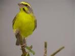 Mozambiquesijs, Dieren en Toebehoren, Meerdere dieren, Geringd, Tropenvogel