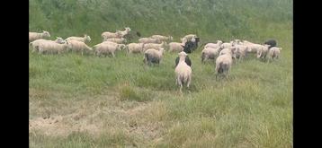 Offerfeest rammen