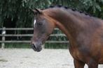 Knappe gezinspony voor sport fokkerij als recreatie, Dieren en Toebehoren, Pony's, Merrie, Z, Gechipt, Dressuurpony