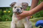 Chiots bouledogue français moelleux, Animaux & Accessoires, 15 semaines à 1 an, Parvovirose, Éleveur | Professionnel, Bouledogue