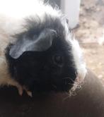 Zwart bonte rex beer, Cavia, Mannelijk, Tam, Oktober