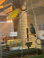 Twee dwergpapegaaien te koop, Dieren en Toebehoren, Vogels | Parkieten en Papegaaien, Mannelijk, Dwergpapegaai of Agapornis, Geringd