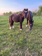 Leuke welch pony’s, Merrie, Gechipt, M, 7 tot 10 jaar