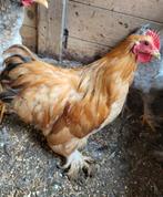 Coq Pékin fauve, Dieren en Toebehoren, Pluimvee