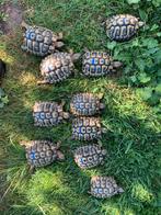 Testudo hermanni boetgerie 4mannen en 6 vrouwen van 2018, Dieren en Toebehoren, Schildpad