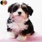 Havanezer - Belgische pups te koop, Dieren en Toebehoren, Honden | Chihuahua's en Gezelschapshonden, België, CDV (hondenziekte)