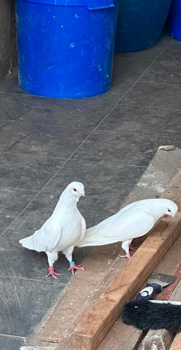 Witte duiven beschikbaar voor biedingen