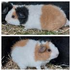 Us teddy cavia's. Cavia., Dieren en Toebehoren, Knaagdieren, September, Cavia