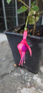 Winterharde Fuchsia, Tuin en Terras, Planten | Tuinplanten, Ophalen