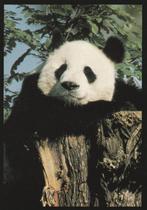 REUZENPANDA, Verzamelen, Postkaarten | Dieren, Verzenden, Ongelopen, Wild dier