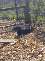 4 maanden black tan langhaar teefje, Dieren en Toebehoren, België, Fokker | Hobbymatig, 15 weken tot 1 jaar, Dwerg