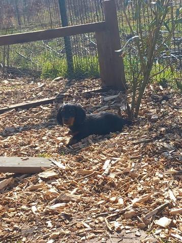 4 maanden black tan langhaar teefje, 15 semaines à 1 an, Parvovirose, Chienne, Belgique