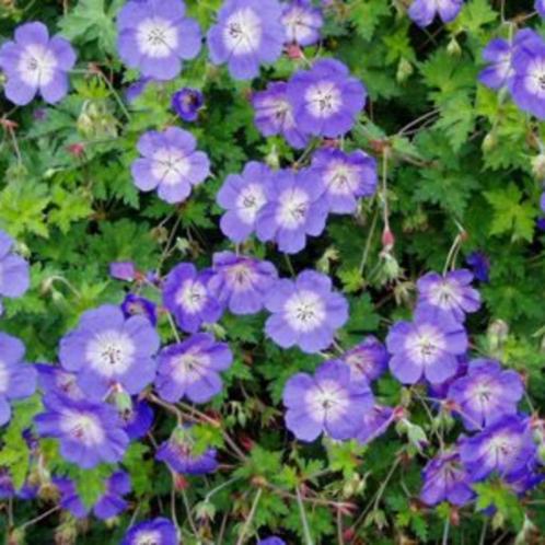 Tuingeranium 'Rozanne', Tuin en Terras, Planten | Tuinplanten, Vaste plant, Bodembedekkers, Ophalen