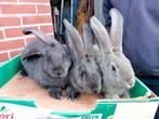 jonge Vlaamse Reuzen konijnen, Dieren en Toebehoren, Groot