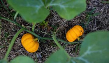 Plants de courge Jack be Little - Courge mini