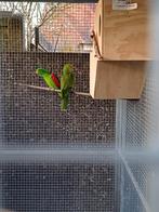 Interessepeiling koppel bloedvleugelparkieten, Dieren en Toebehoren, Vogels | Parkieten en Papegaaien