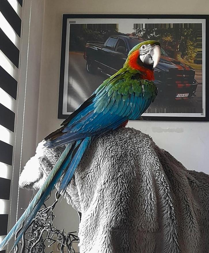 Zeer mooie harlekijn ara vrouwtje ., Dieren en Toebehoren, Vogels | Parkieten en Papegaaien