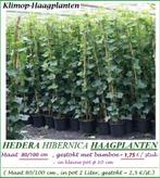 HEDERA HAAGPLANTEN, Groenblijvend, 80/100 cm : 1,75 €/stuk, Tuin en Terras, Ophalen of Verzenden, Overige soorten, Haag, Minder dan 100 cm