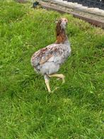 Araucana blauwtarwe hanen, Animaux & Accessoires