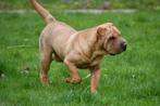 Sharpei pup te koop (reutje), Dieren en Toebehoren, Honden | Bulldogs, Pinschers en Molossers, CDV (hondenziekte), Buitenland