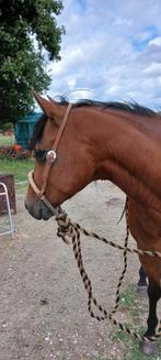 Bosal mohair, Ophalen