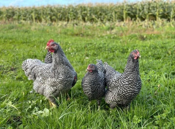 Eendagskuikens Amrock groothoender eind januari beschikbaar, Dieren en Toebehoren, Pluimvee