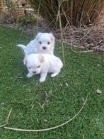 Maltezer pups, Dieren en Toebehoren, België, Maltezer, Fokker | Hobbymatig, CDV (hondenziekte)