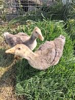 2 toulouze gans kuikens (de lichte soort), Dieren en Toebehoren, Pluimvee, Geslacht onbekend, Gans of Zwaan