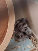 5 hamsters met kooi of zonder kooi, Dieren en Toebehoren, België, Fokker | Hobbymatig, 15 weken tot 1 jaar, Overige rassen